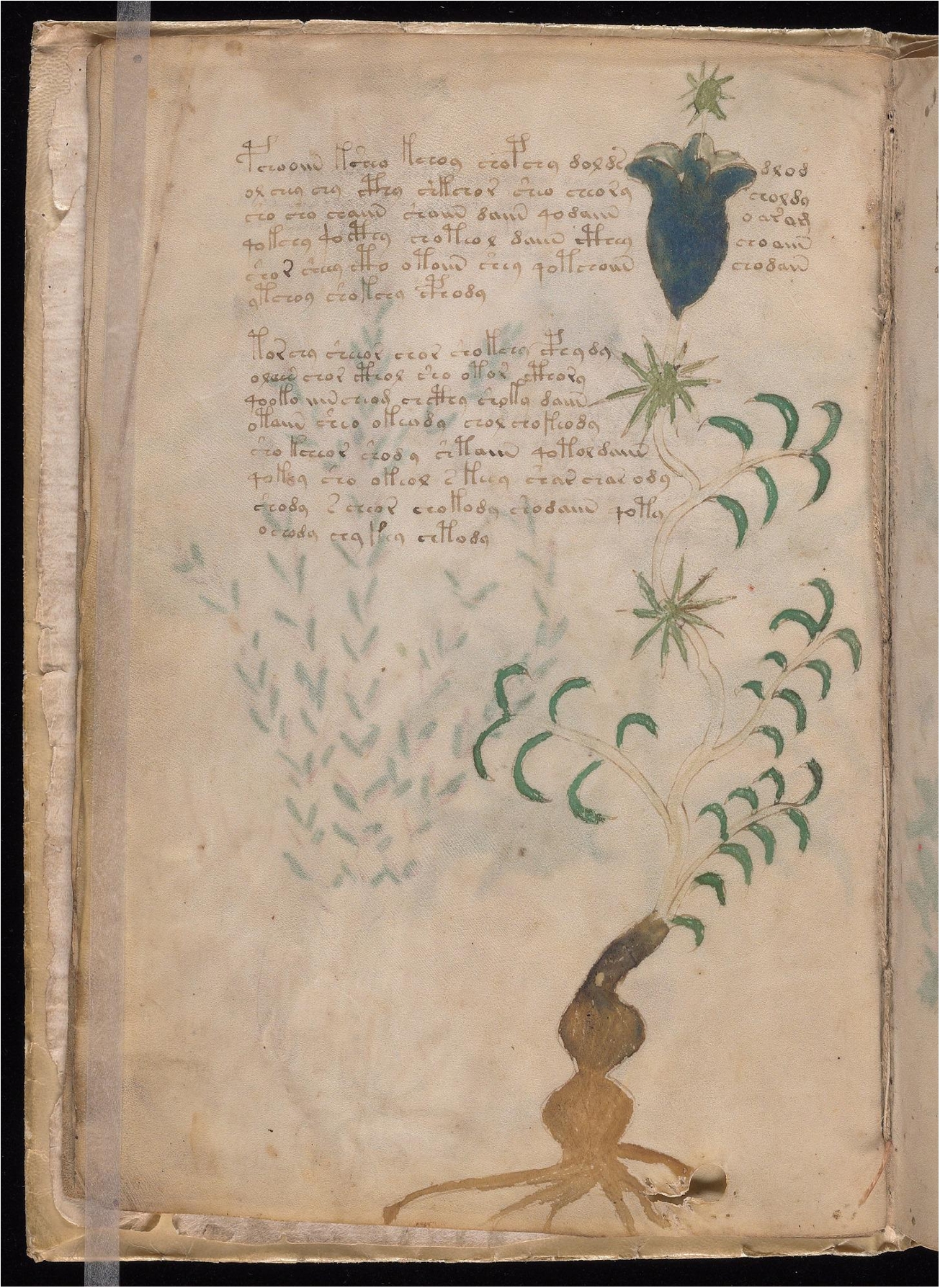 Original manuscript of Folio 4v